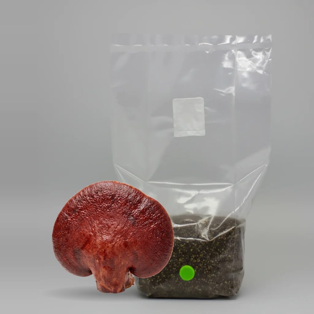 Beefsteak All in One Grow Bag with grown beefsteak mushrooms