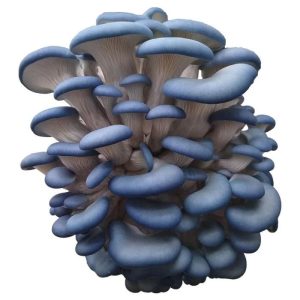 Blue Oyster Liquid Culture Syringe 10ml