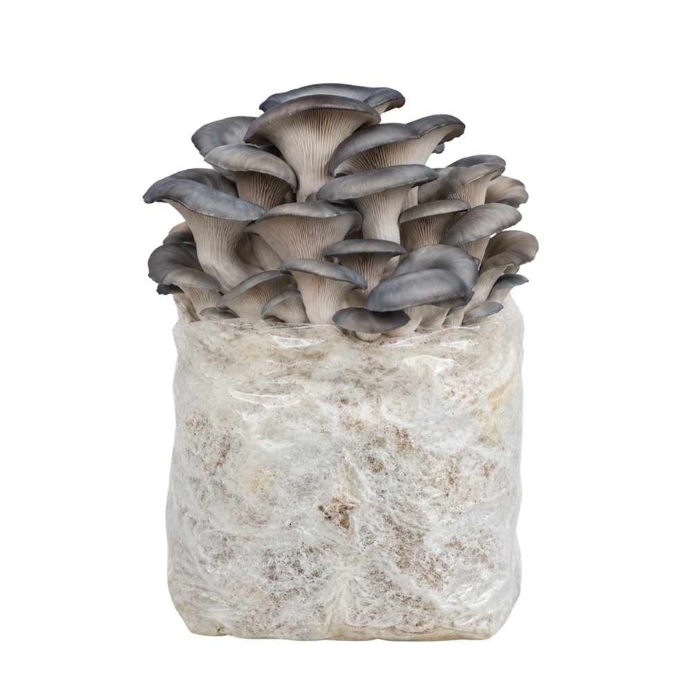 Blue Oyster Mushroom Fruiting Block