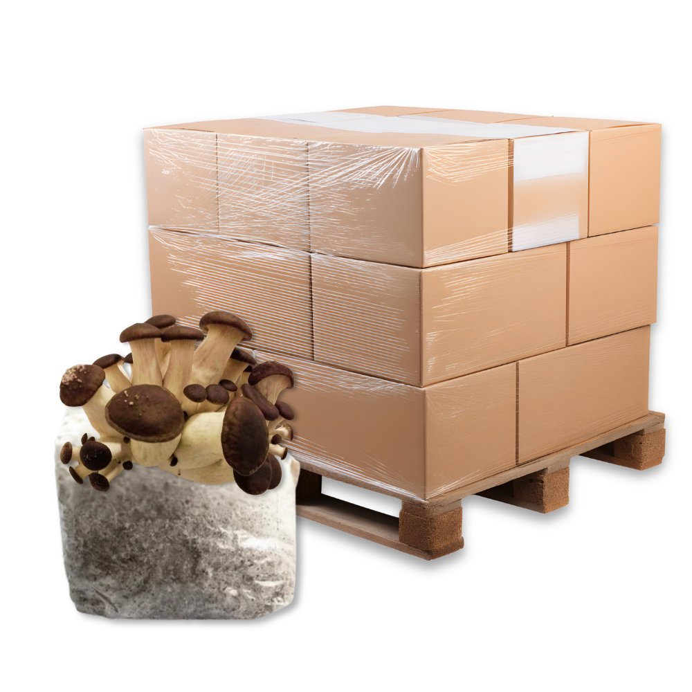 Bulk Black Pearl King Oyster Mushroom Fruiting Blocks