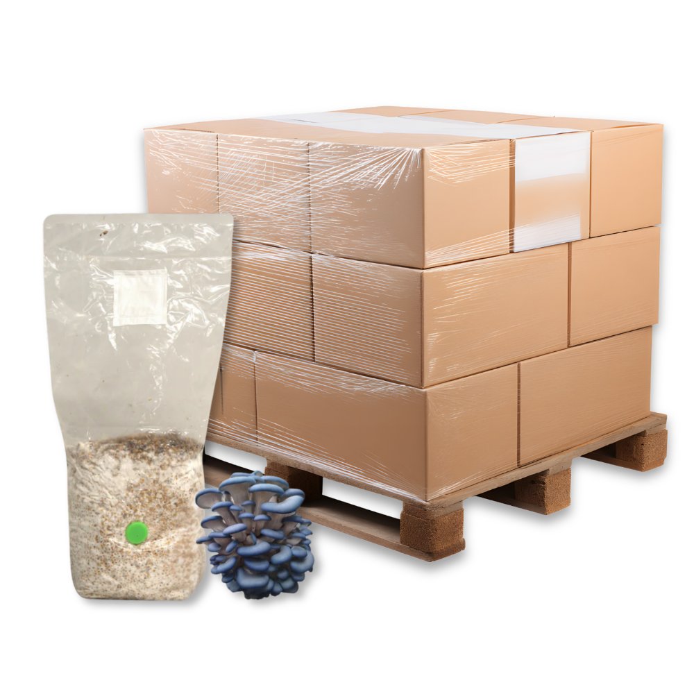 Bulk Blue Oyster Mushroom Grain Spawn