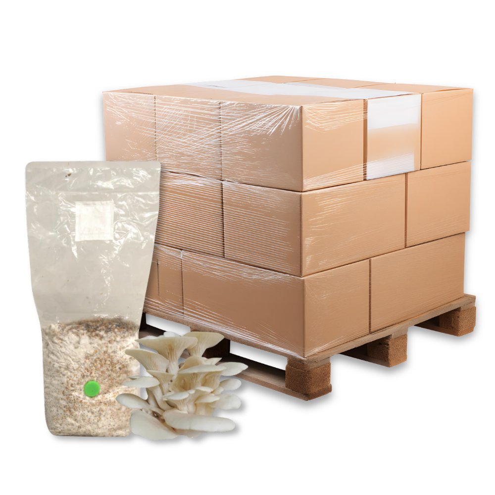 Bulk Elm Oyster Mushroom Grain Spawn