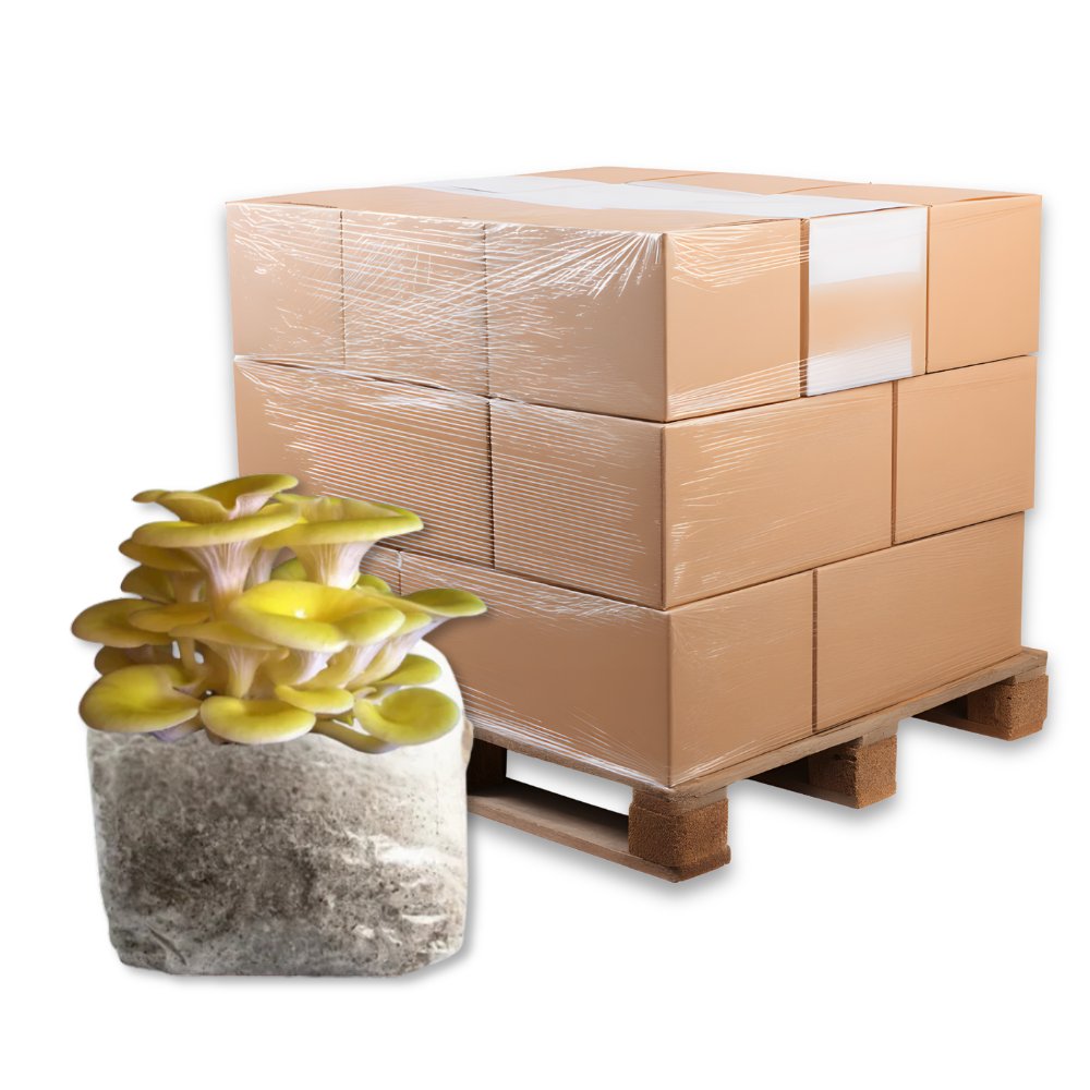 Bulk Golden Oyster Mushroom Fruiting Blocks