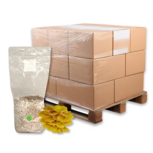 Bulk Golden Oyster Mushroom Grain Spawn