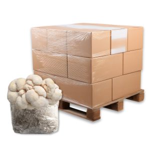 Bulk Lion's Mane Mushroom Fruiting Blocks