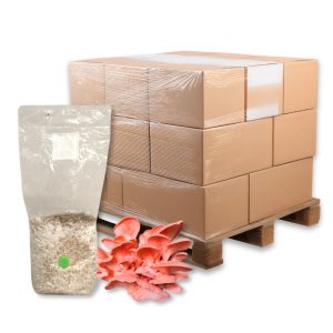 Bulk Pink Oyster Mushroom Grain Spawn