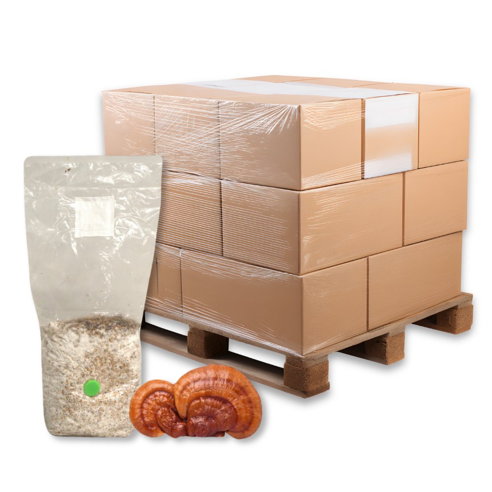 Bulk Reishi Mushroom Grain Spawn