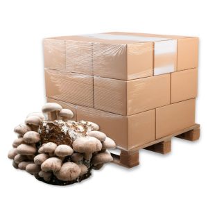 Bulk Shiitake Mushroom Fruiting Blocks