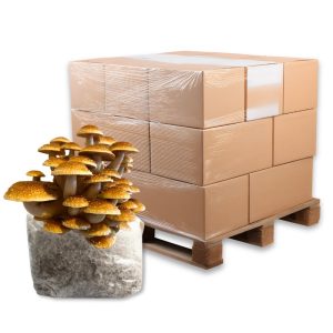 Bulk Speckled Chestnut Mushroom Fruiting Blocks