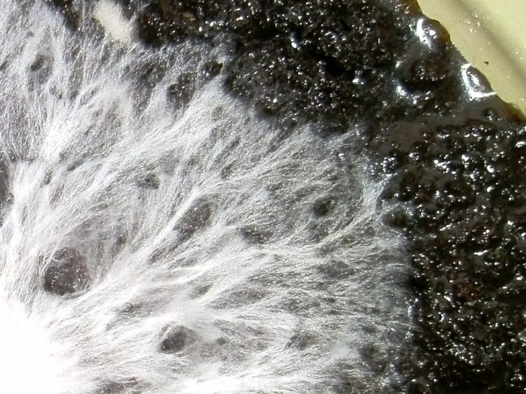 Healthy white oyster mushroom mycelium
