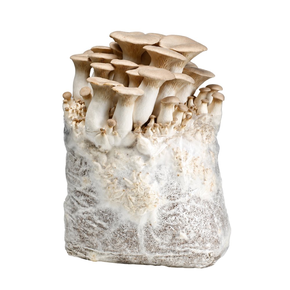 King Oyster Mushroom Fruiting Block