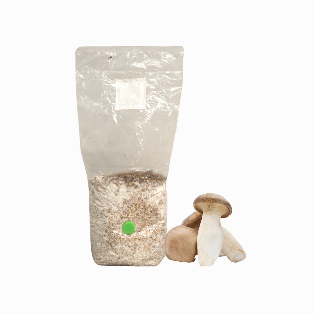 King Oyster Mushroom Grain Spawn 1.5kg