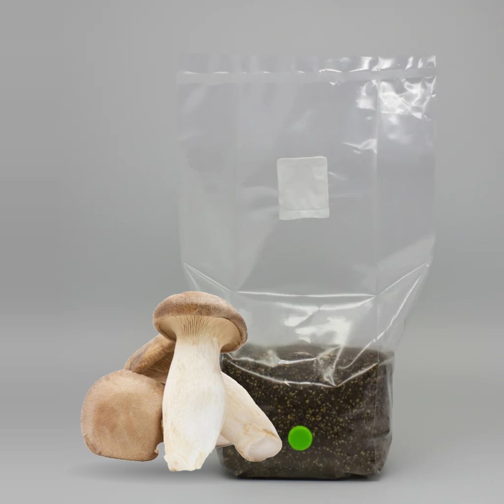 King Oyster All in One Grow Bag with grown king oyster mushrooms