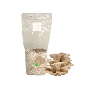 Pearl Oyster Mushroom Grain Spawn 1.5kg