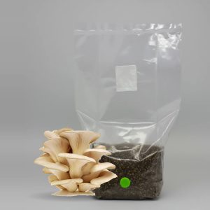 Pearl Oyster All in One Grow Bag with grown pearl oyster mushrooms