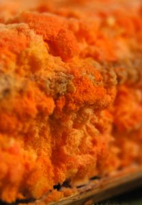 Orange Neurospora mould growth