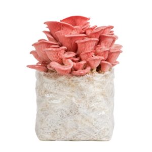 Pink Oyster Mushroom Fruiting Block