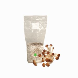 Pioppino Mushroom Grain Spawn 1.5kg