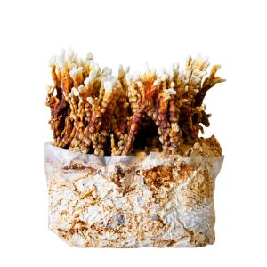 Reishi Mushroom Fruiting Block
