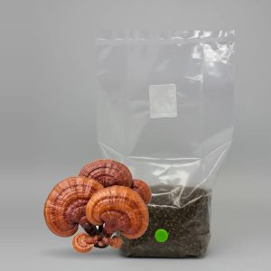 Reishi All in One Grow Bag with grown reishi mushrooms
