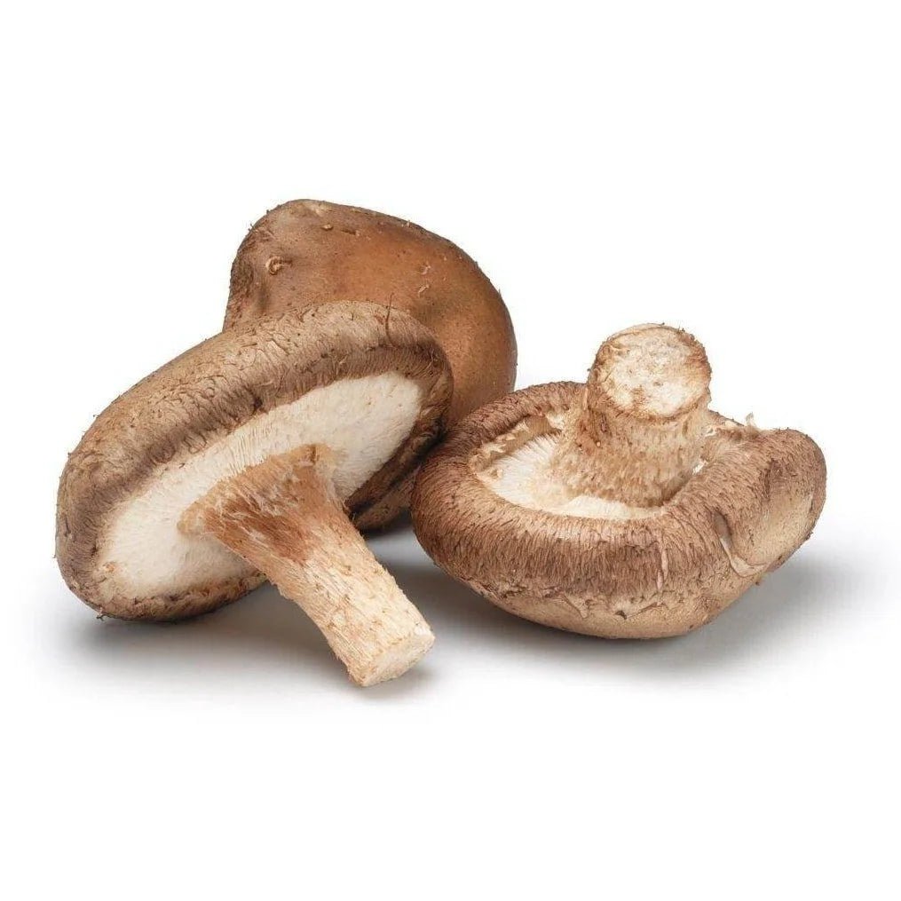 Shiitake Liquid Culture Syringe 10ml