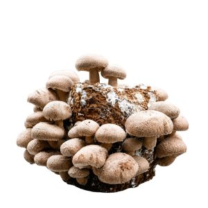 Shiitake Mushroom Fruiting Block